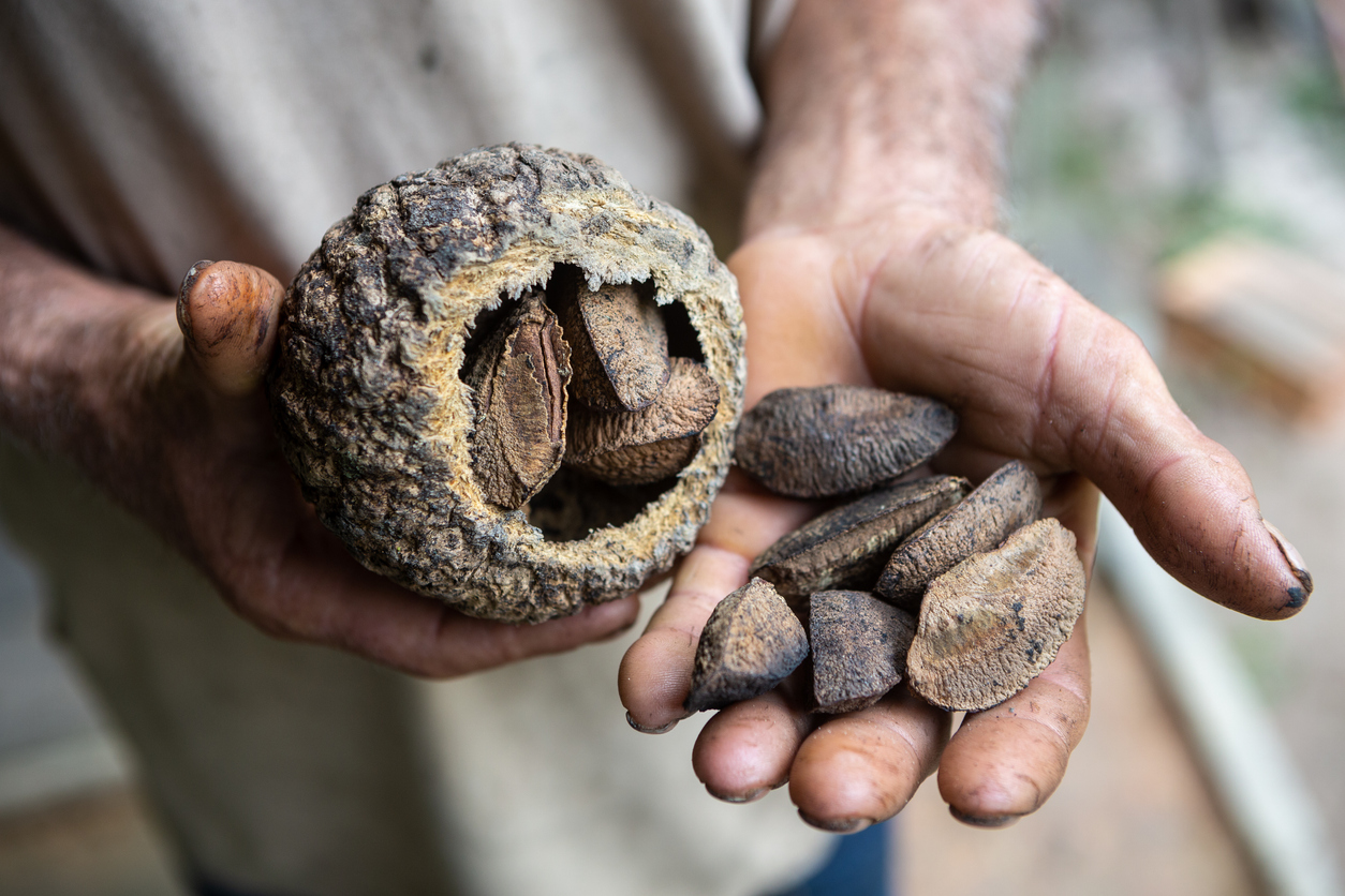 Freshly harvested Brazil nuts being cracked open